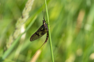 Close-up of insect on leaf