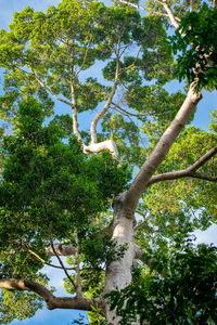 Low angle view of trees against sky