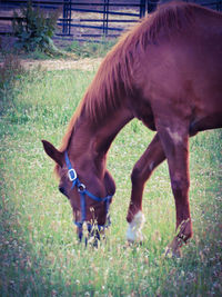 Horses grazing on grassy field