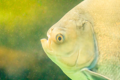 Close-up of fish swimming in sea