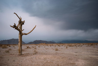 Dead tree on desert against sky