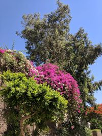 Low angle view of pink flowers on tree