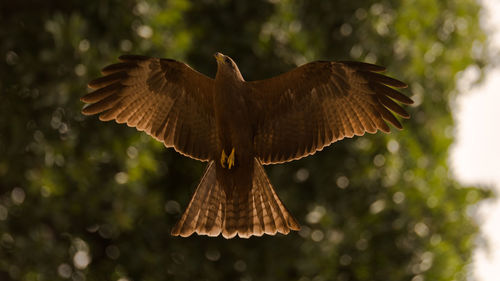 Close-up of eagle flying against tree
