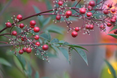 Close-up of berries growing on tree on a playground in italy, grado