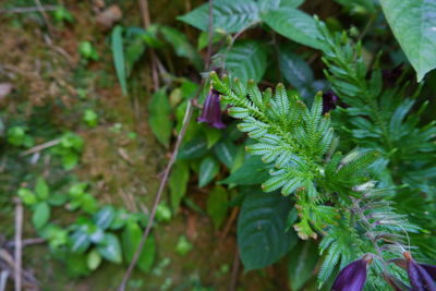 Close-up of green plant on land