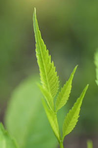 Close-up of green leaves