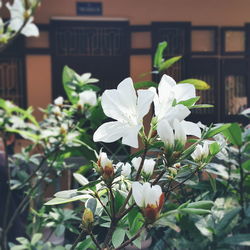 Close-up of white flowers blooming outdoors