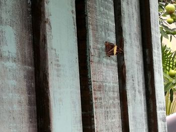 Close-up of insect on wood