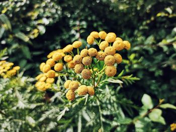 Close-up of yellow flowering plant