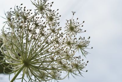 Close-up of white flowering plant