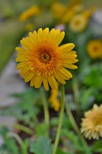 Close-up of yellow flower blooming outdoors