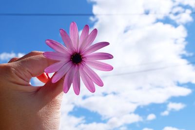 Close-up of pink daisy flower against sky