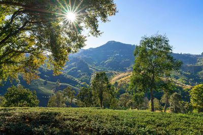 Trees and plants growing on land against bright sun
