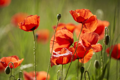 Close-up of red poppy flowers