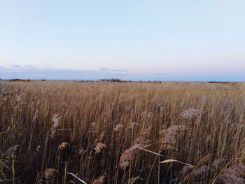 Scenic view of wheat field against sky