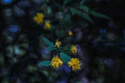 Close-up of yellow flowers blooming outdoors