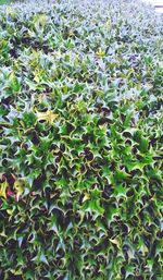 Full frame shot of green leaves