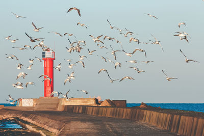 Flock of birds flying over sea