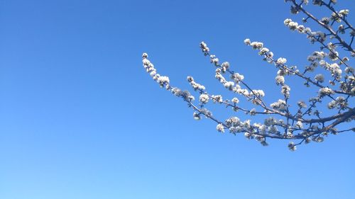 Low angle view of flowers against blue sky