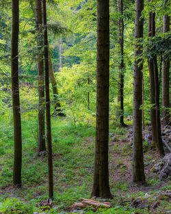 View of trees in forest