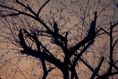 Low angle view of silhouette bare tree against sky