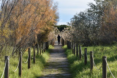 Footpath amidst trees against sky