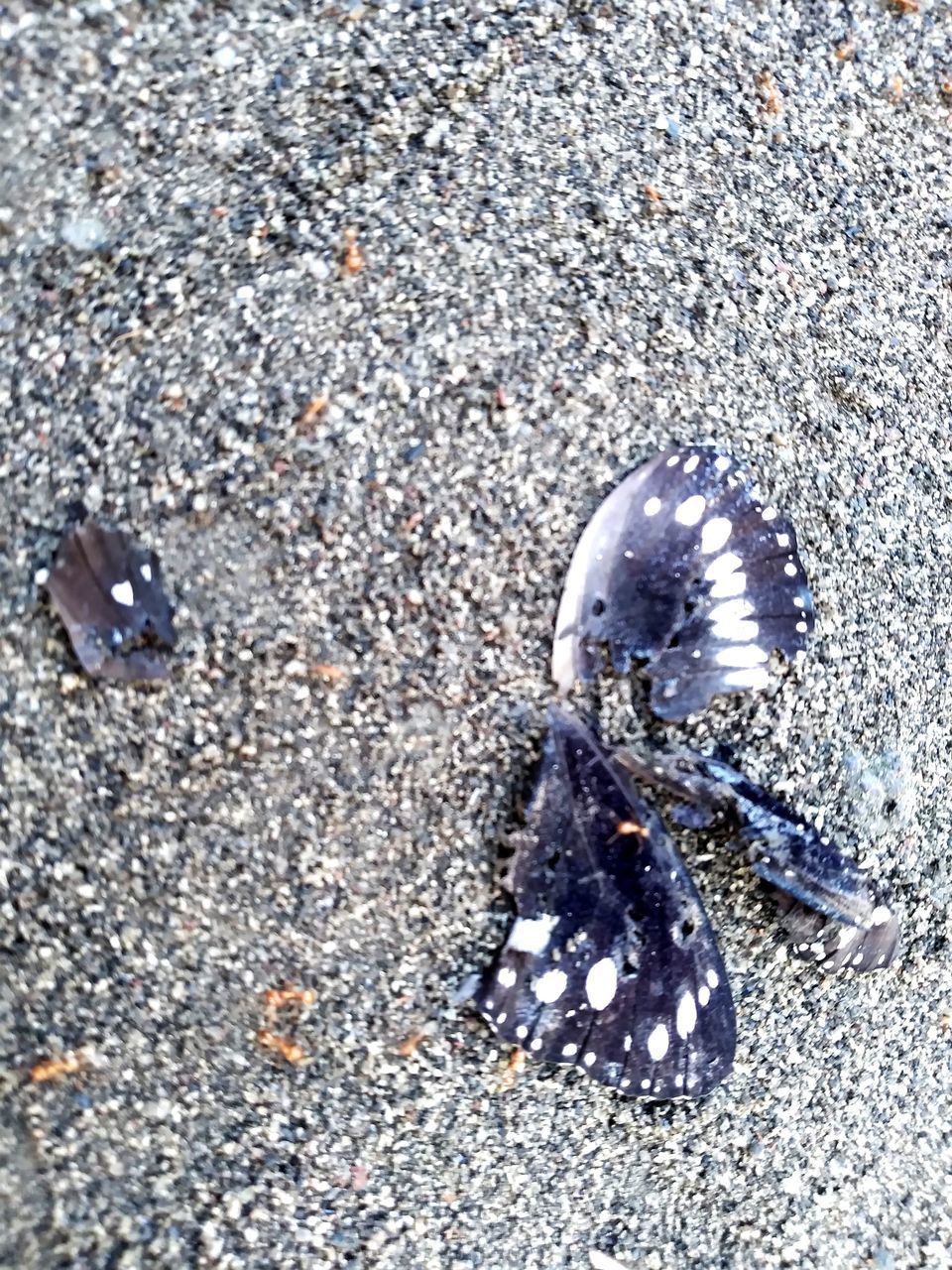 HIGH ANGLE VIEW OF CATERPILLAR ON BEACH