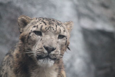 Close-up of a snow leopard looking away