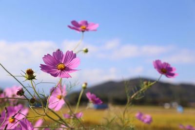 Low angle view of pink flowers growing against sky