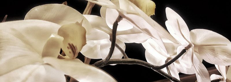 Double exposure of man and leaves