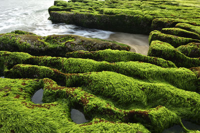 High angle view of moss growing on sea