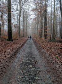 Rear view of men walking in forest during autumn