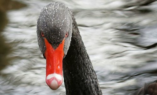 Close-up of swan swimming on lake