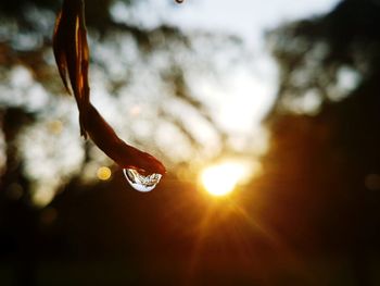 Close-up of dew drops on plant against bright sun