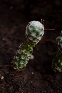 High angle view of plant growing on field