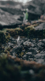 Close-up of crab on rock