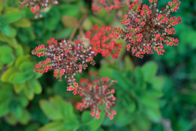 Small, red, beautiful, close-up flowers in flora. the backyard garden looks and feels