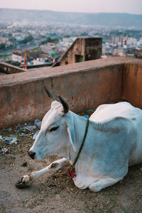 High angle view of a horse on land