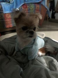 Portrait of dog relaxing on bed at home