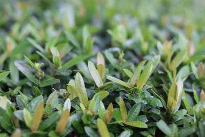 Close-up of fresh green plants