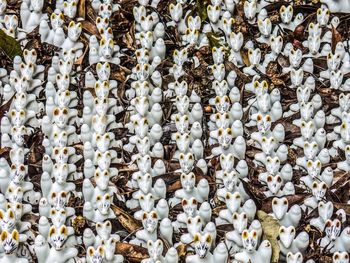 Full frame shot of white flowering plants