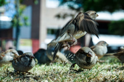 Close-up of birds on field