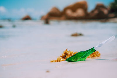 Close-up of leaf on beach