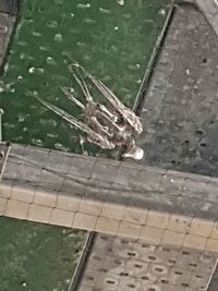 High angle view of lizard