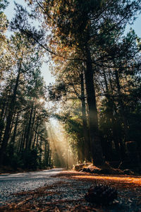 Sunlight streaming through trees in forest