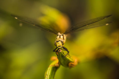 Close-up of insect