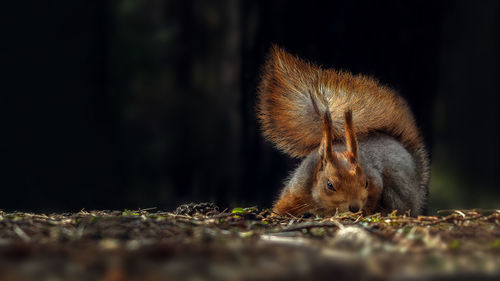 Close-up of squirrel eating