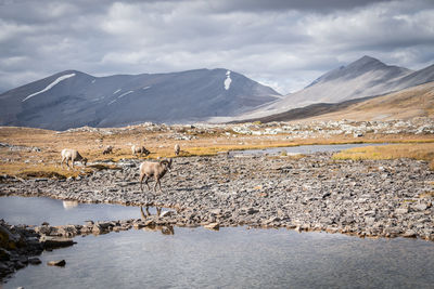 Herd of bighorn sheep hanging around river under big mountains, jasper n.park, canada