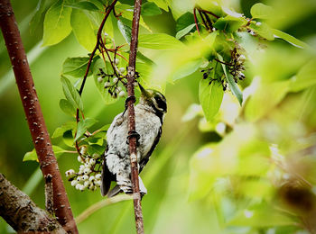 Bird perching on a tree