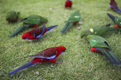 High angle view of parrots on grassy field